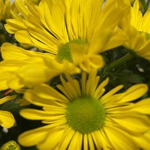 Meet your Posher, Ann